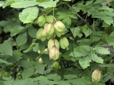 Staphylea-pinnata_соплодие